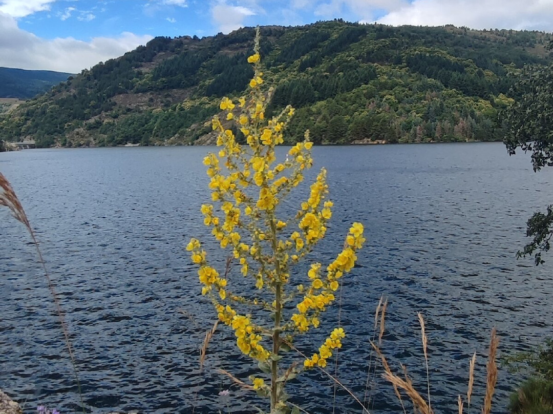 Lac de Villefort-Villefort必去景点