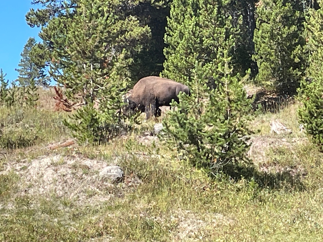 Wild Things of Wyoming-提顿村必去景点