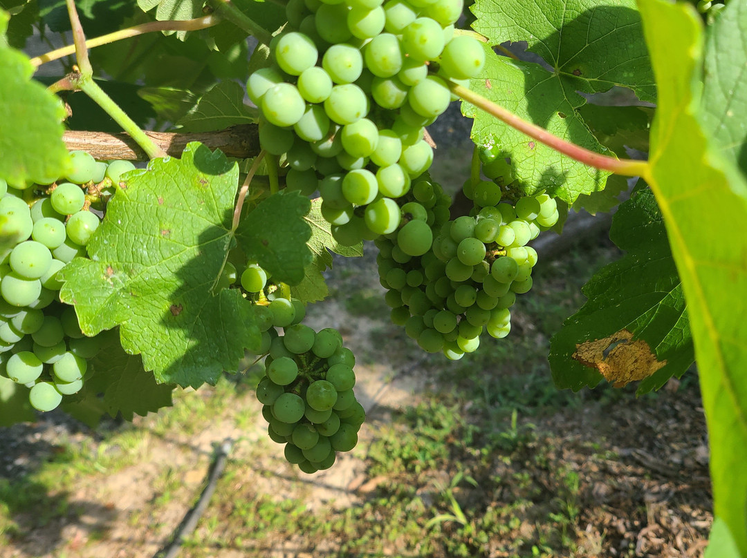 Junavelli Winery Llc-Brewton必去景点