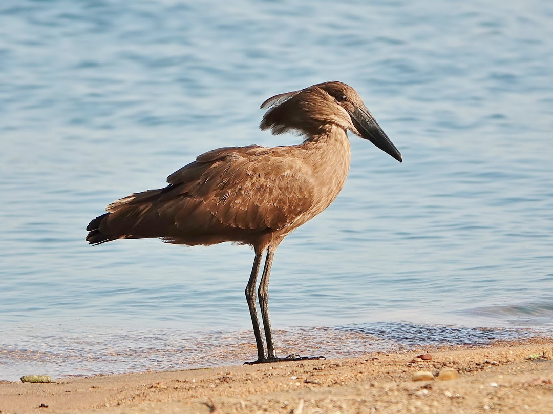 Pumulani Lodge - Robin Pope Safaris主图