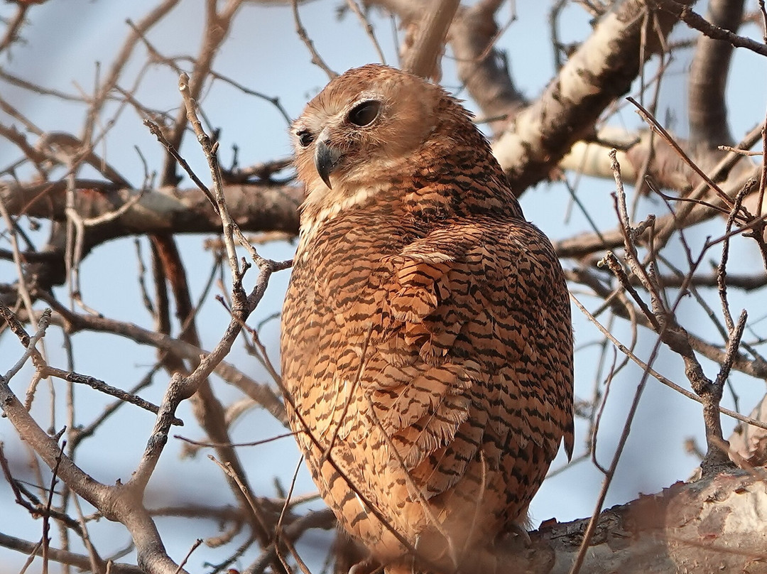 Pumulani Lodge - Robin Pope Safaris主图