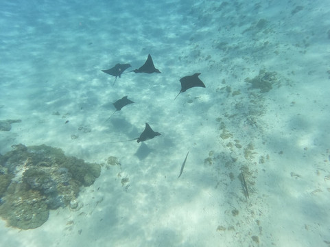 Tohora Bora Bora-瓦伊塔佩必去景点