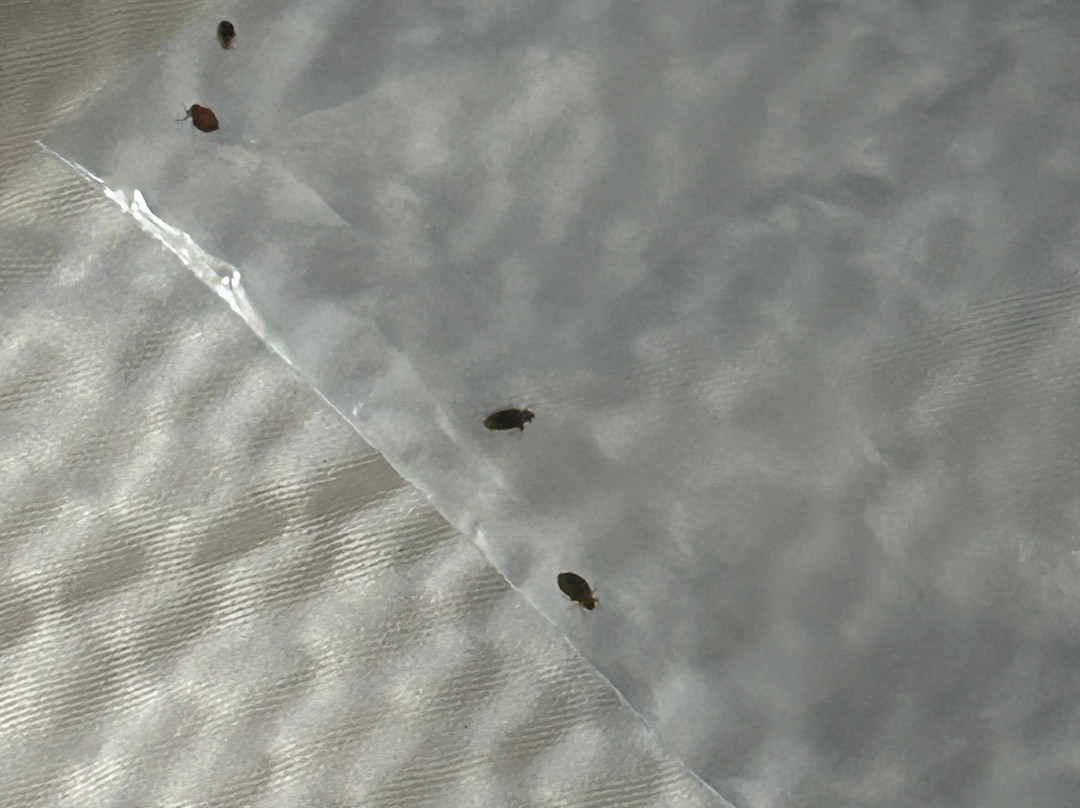 Red Roof Inn Clyde主图