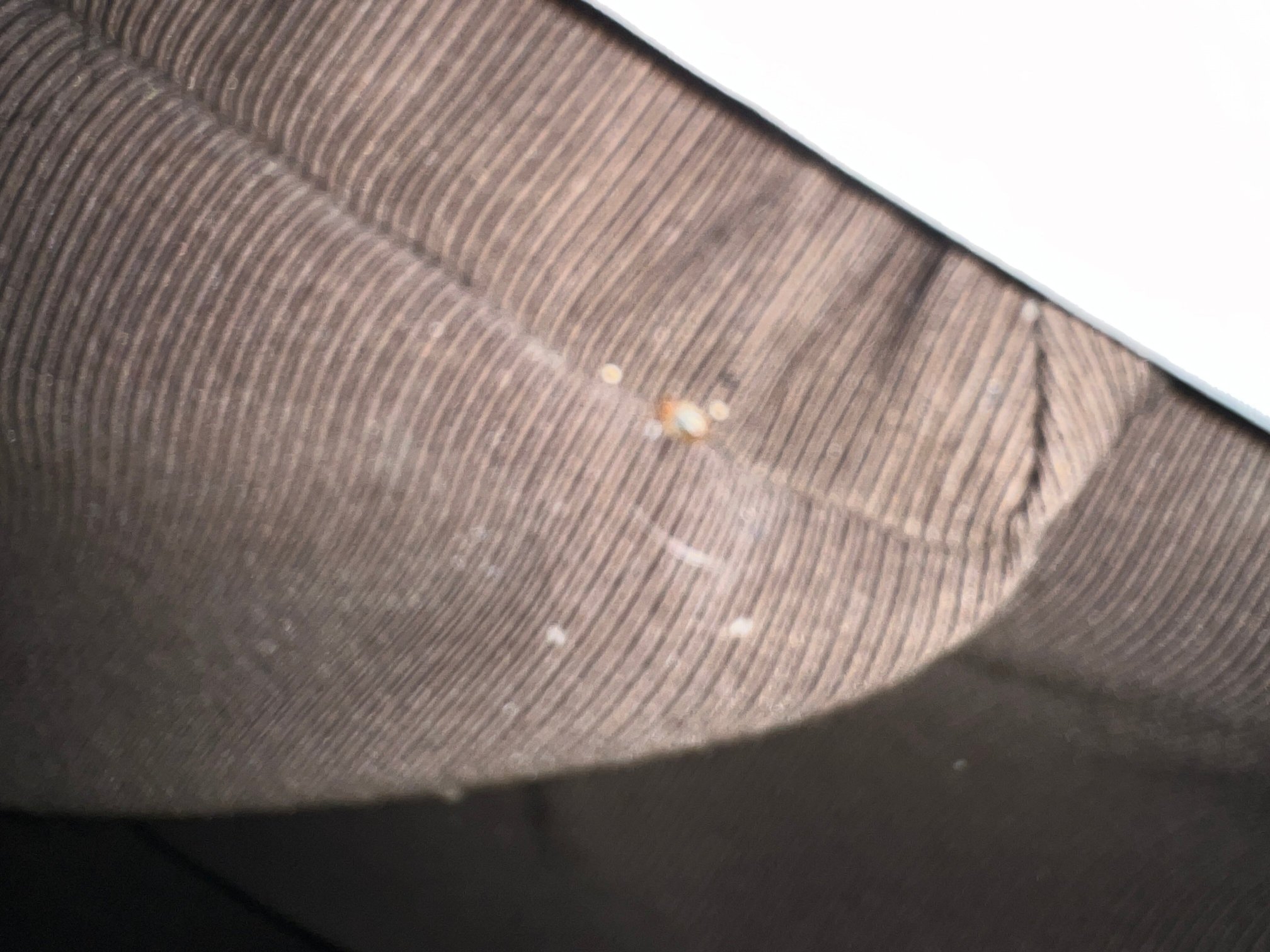 Red Roof Inn Buffalo Niagara Airport-客卧