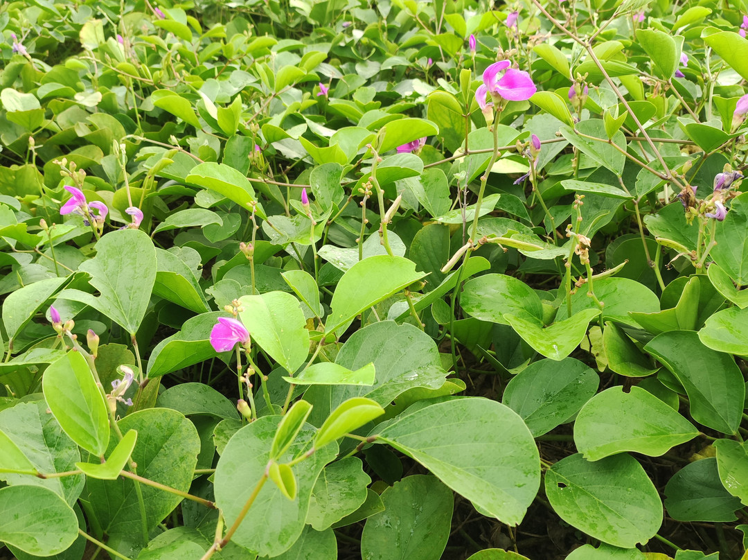 华来度假村主图