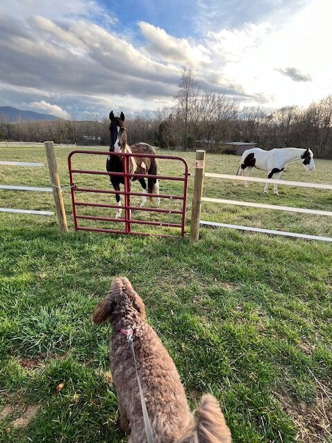 Fox Hill Bed & Breakfast Suites主图