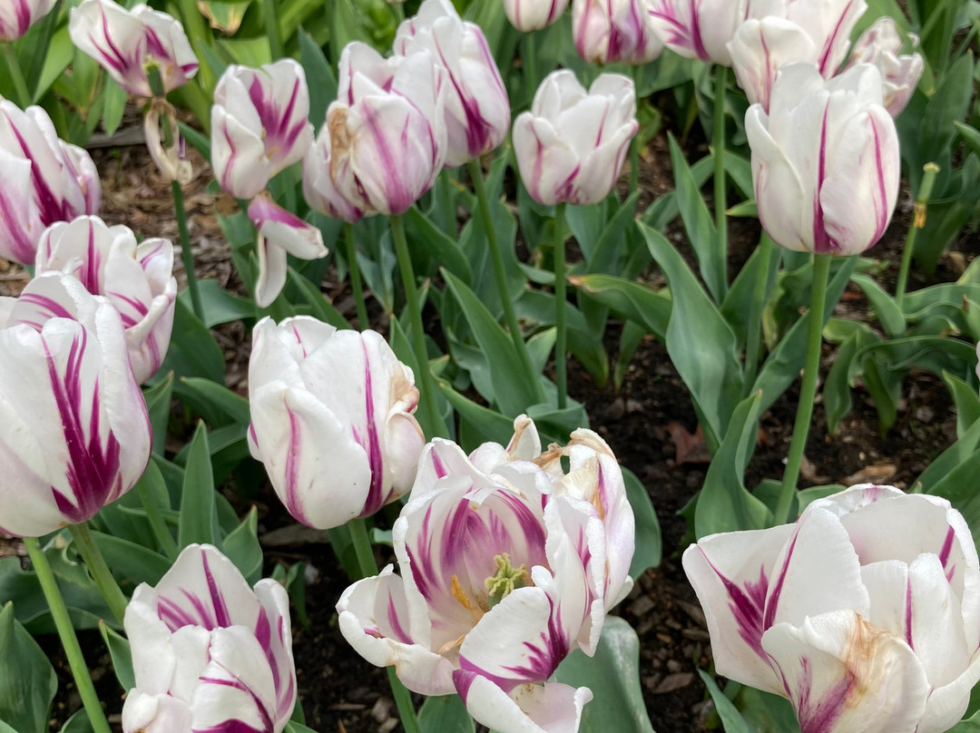 Captains Quarters Motel主图