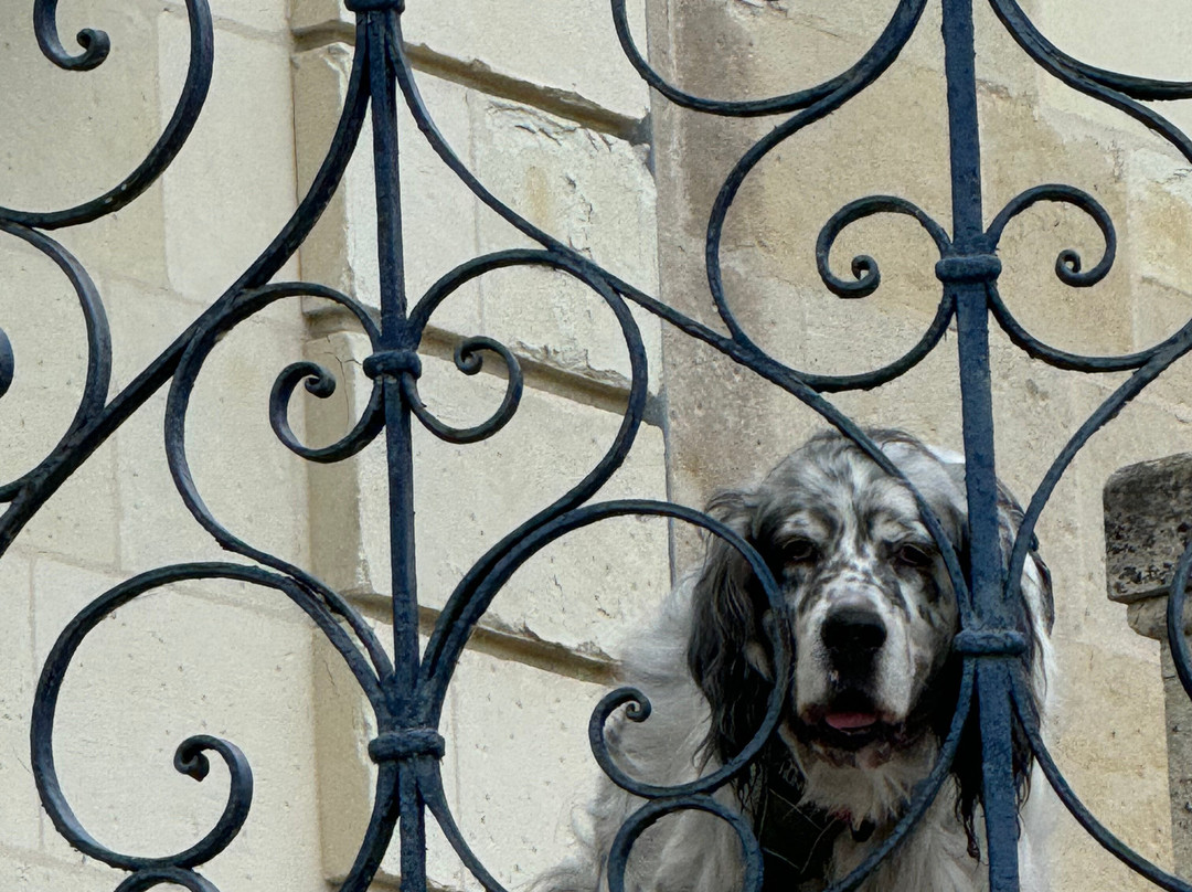 Château de Noizay主图