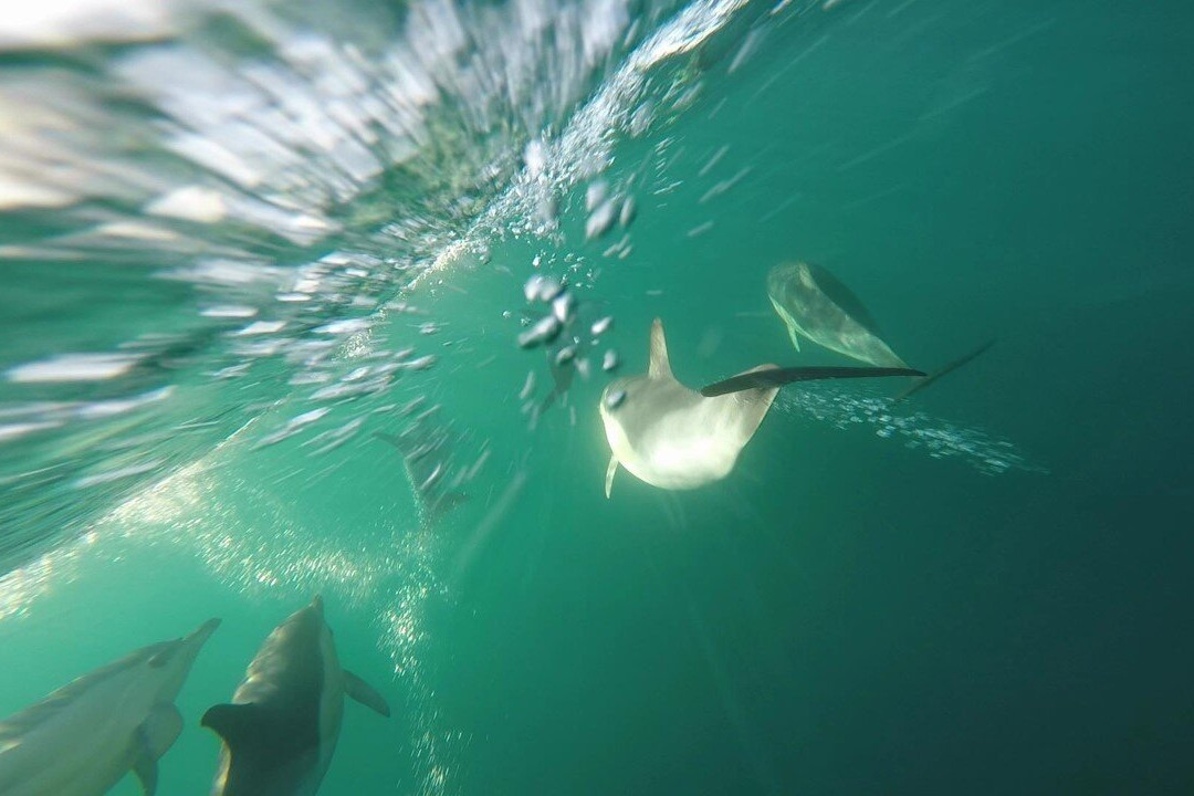 Go Fishing Portugal - Sesimbra-塞新布拉必去景点