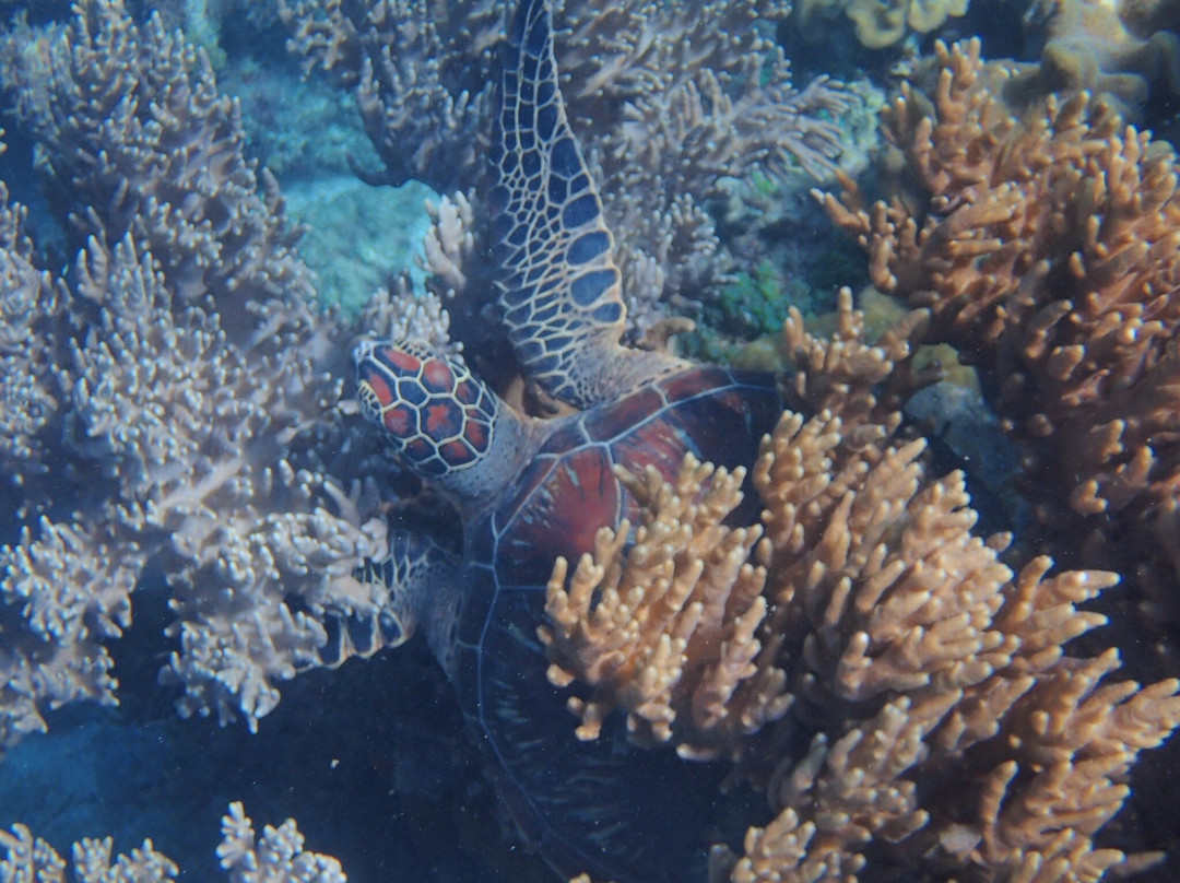 塔拉塔度假村主图