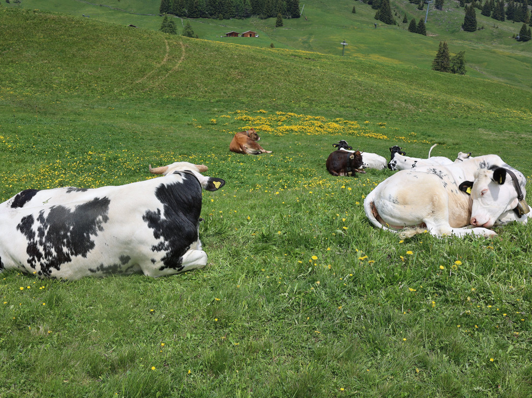 Alpe di Siusi - Seiser Alm Bahn景点图片