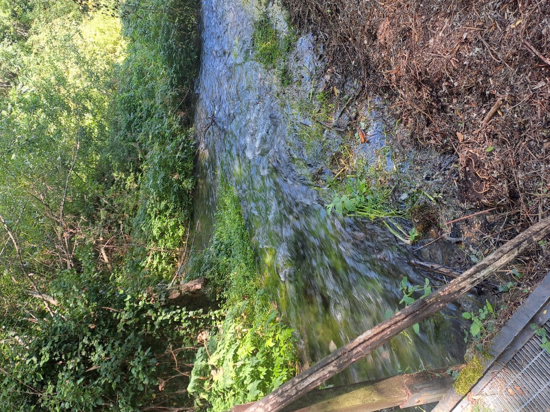 Oasi WWF Sorgenti del Cavuto景点图片