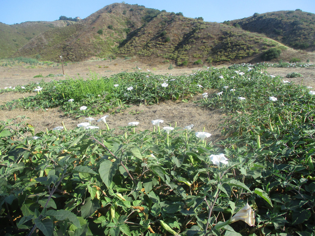 Aliso & Wood Canyons Wilderness Park-拉古纳尼格必去景点