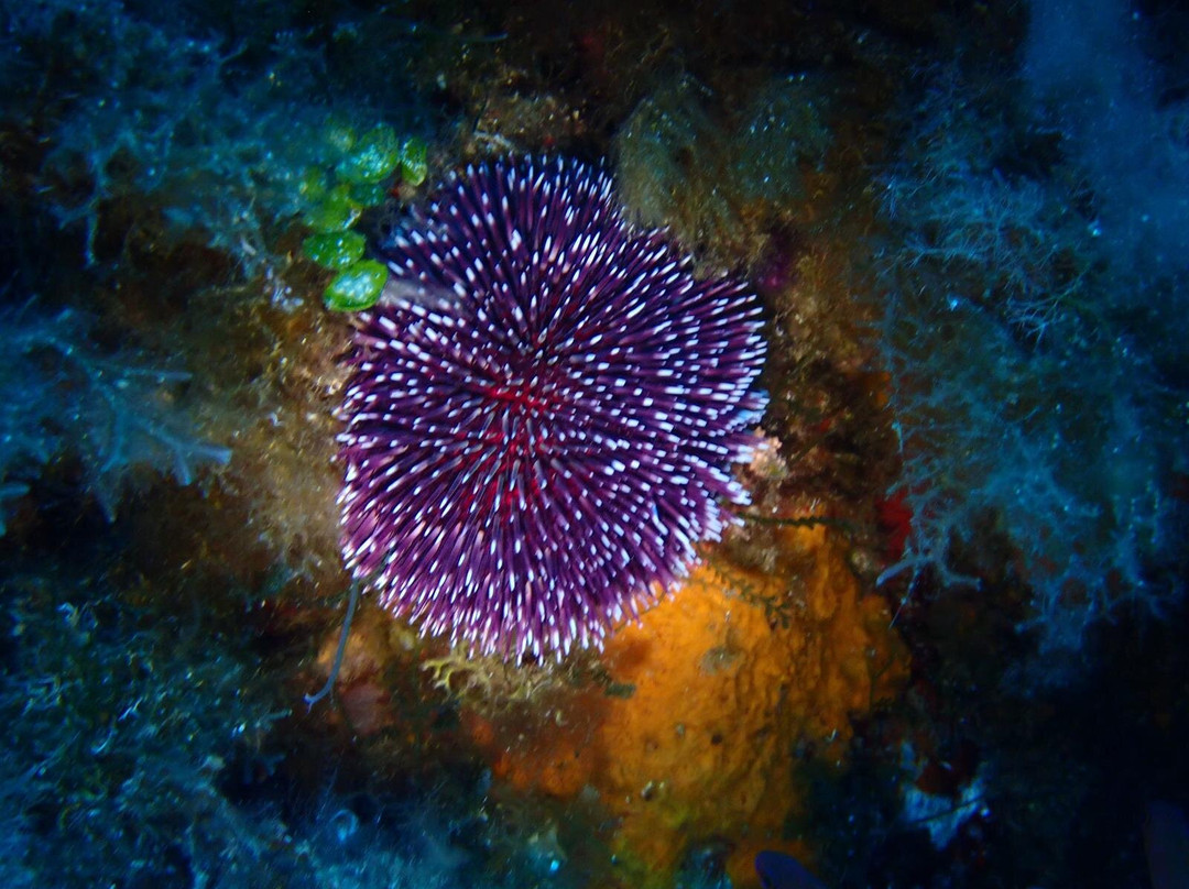 Aqualonde Plongée-La Londe Les Maures必去景点