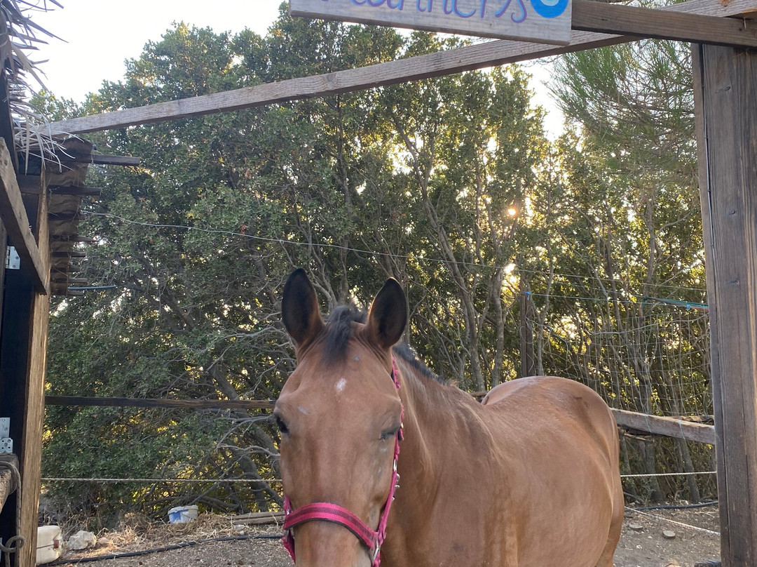 Paradise Ranch Kos Mountain Horse Riding