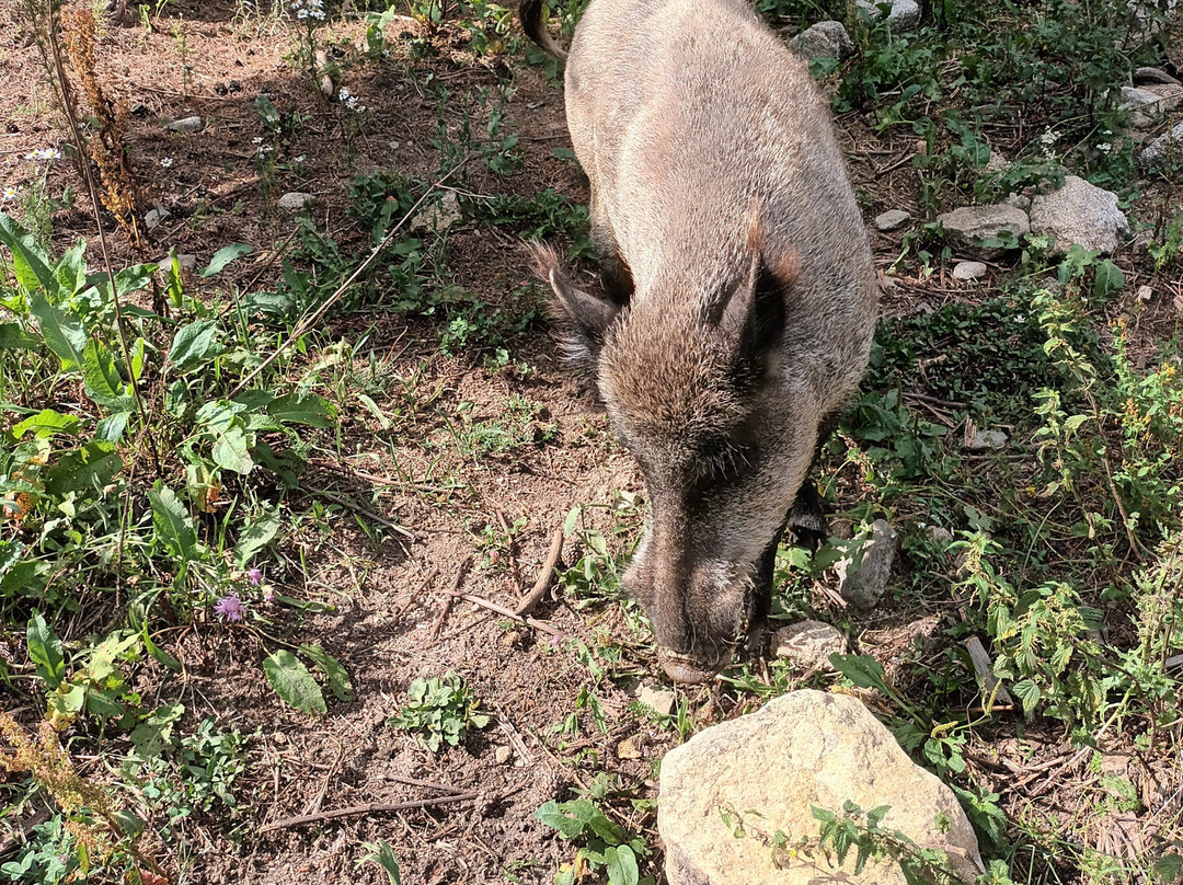 Parc animalier des Angles景点图片
