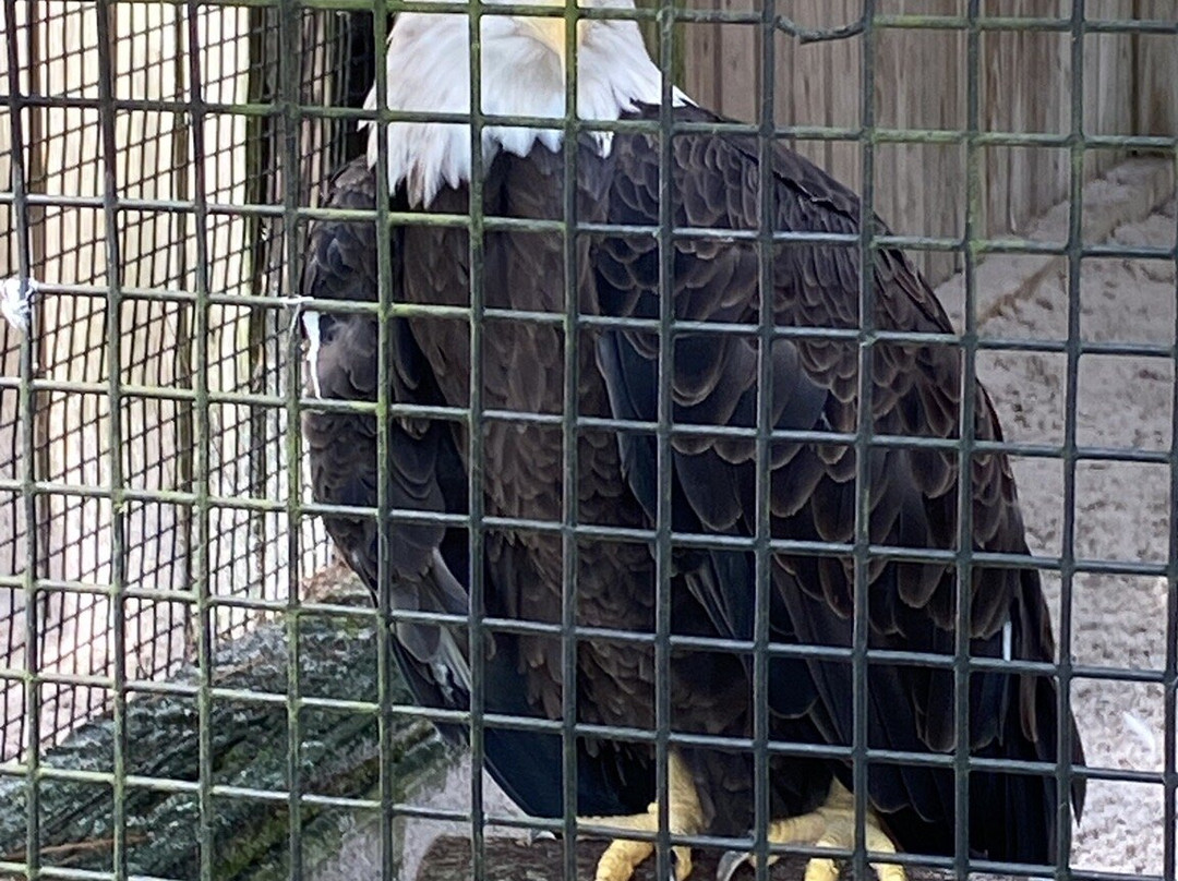 Audubon Center for Birds of Prey景点图片