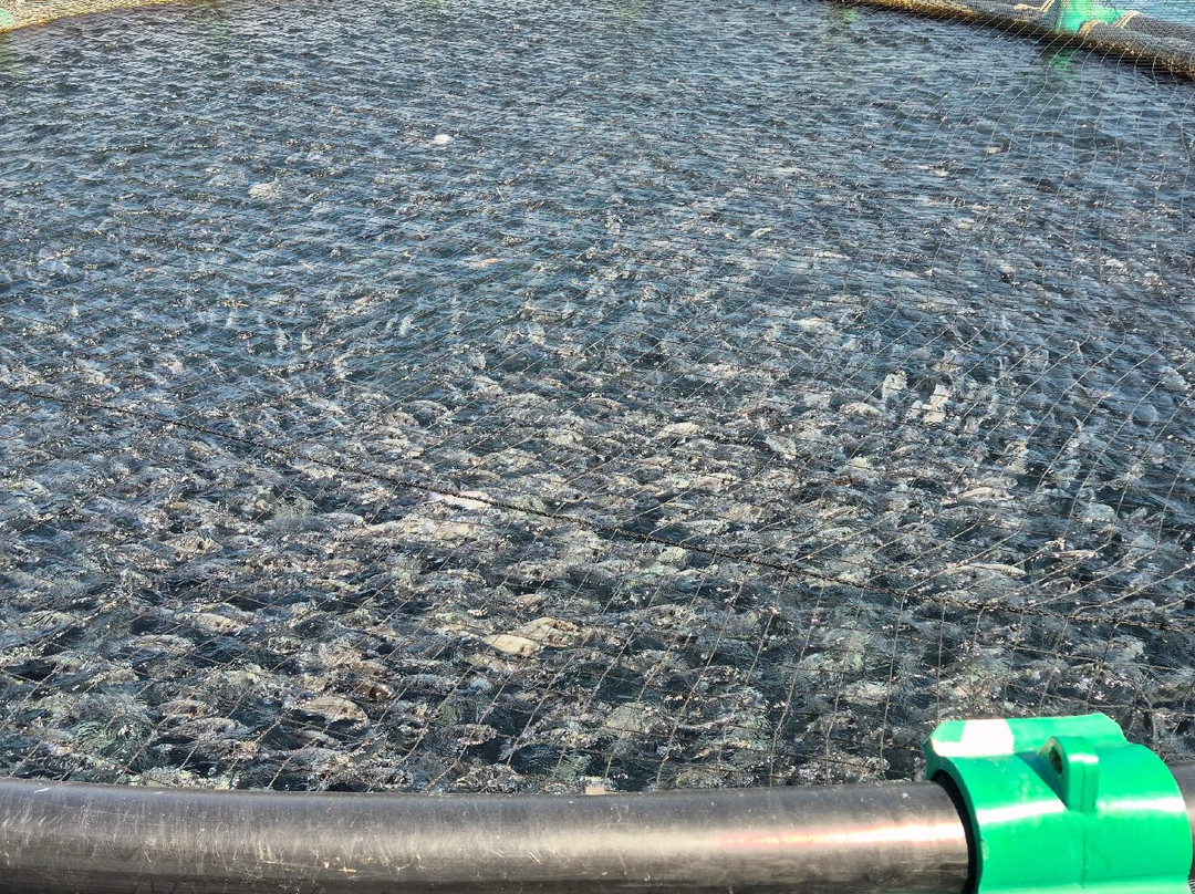 Fonda Fish Farm-波多若斯必去景点