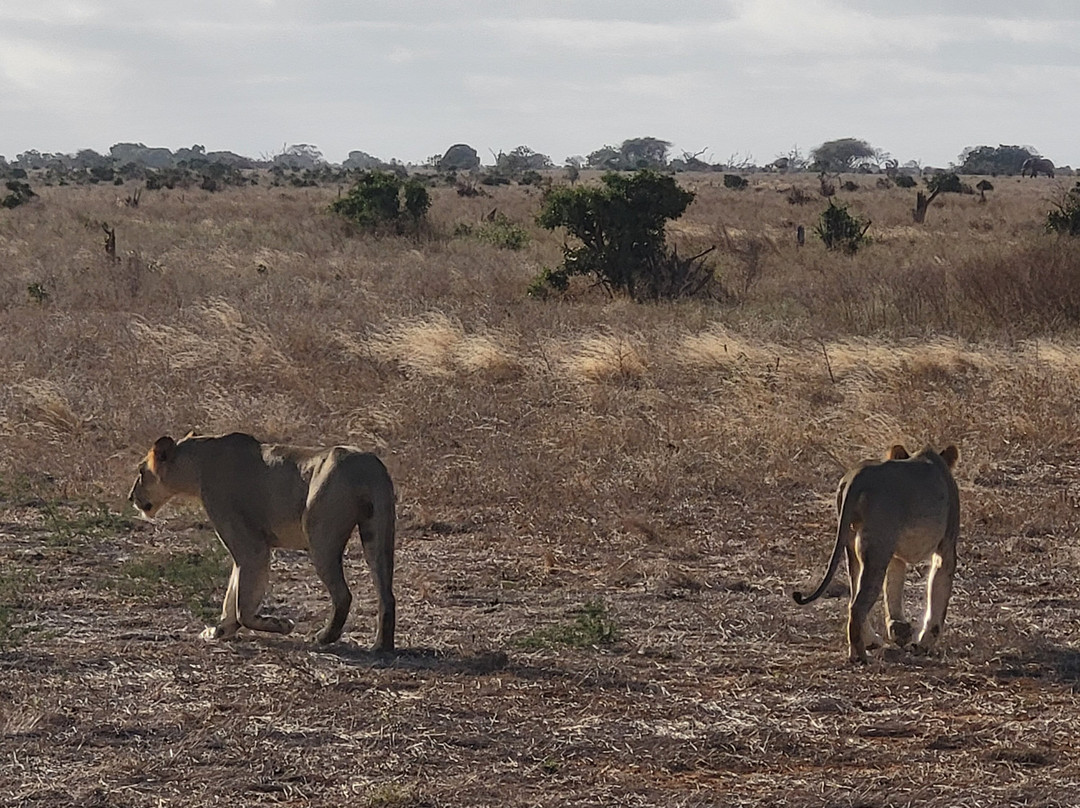Scopri il Kenya con Nicholas-瓦塔木必去景点