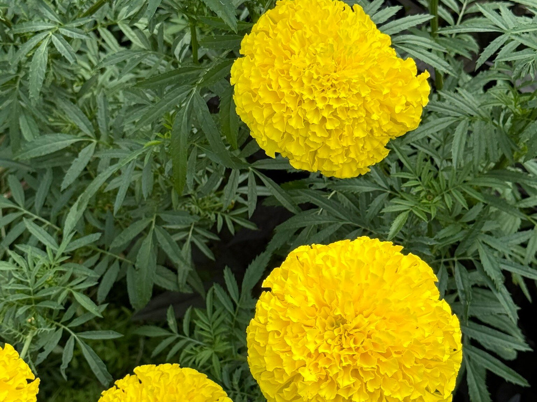 Highland Lake Inn & Resort主图