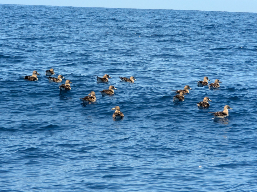 Whale Watch Tenerife-奥德杰海岸必去景点