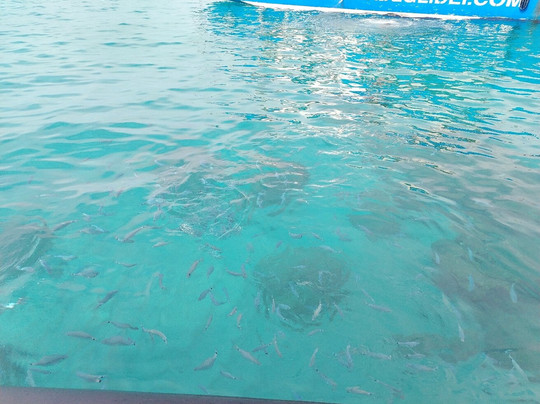 Sea Life Tropea-特罗佩阿必去景点