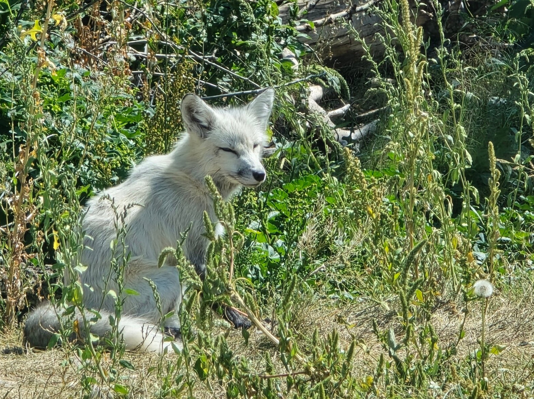 Yellowstone Safari Park景点图片