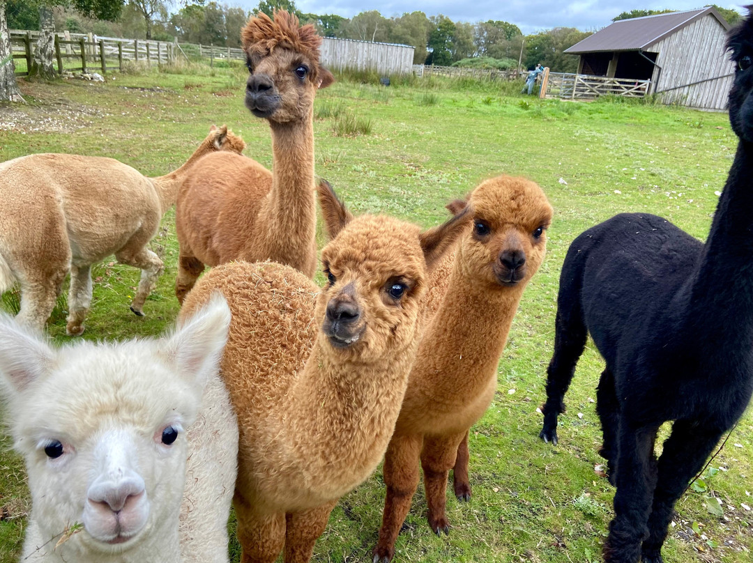 Bearhouse Alpacas-Sidbury必去景点