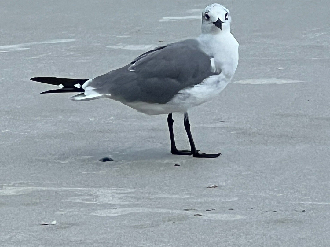 Crescent Beach Public Beach-Crescent Beach必去景点