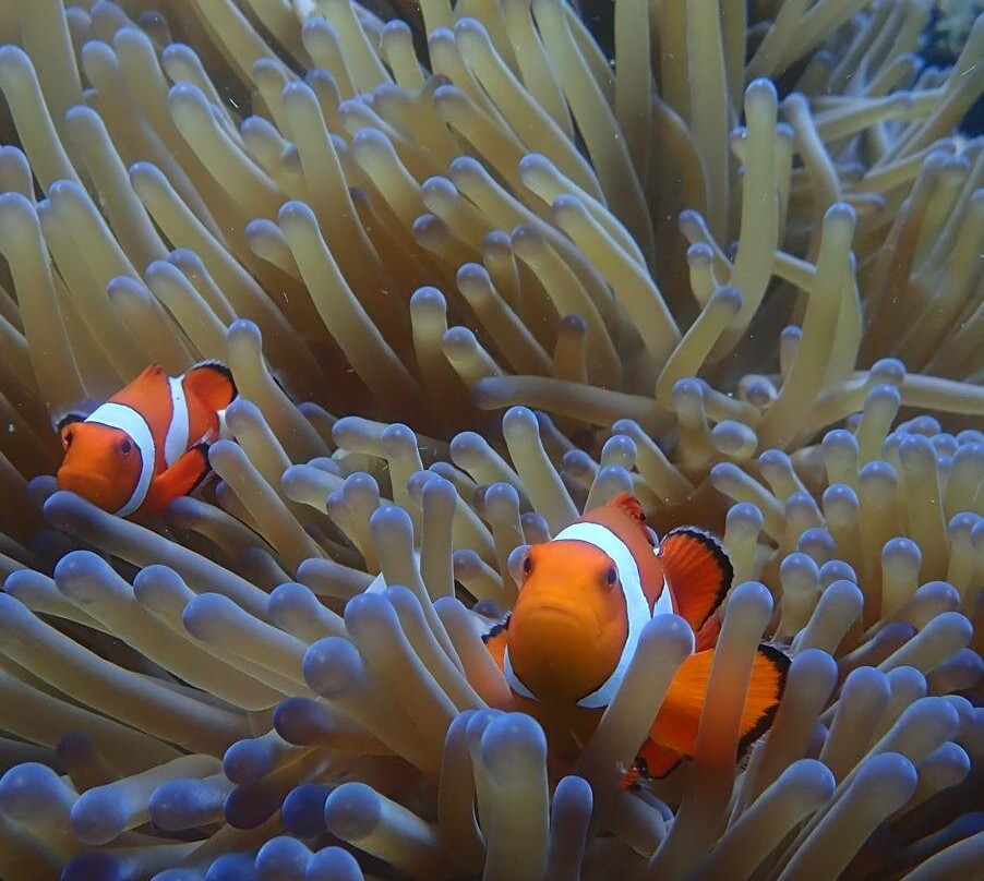 Baliberty私人潜水之旅-沙努尔必去景点