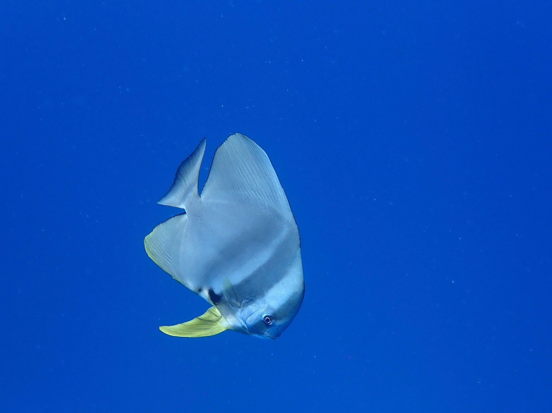 Manta Expeditions - Maldives-马累必去景点