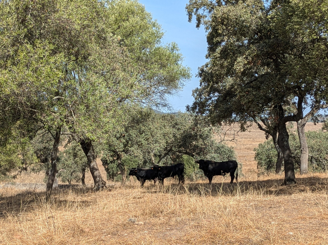 Entre Toros y Caballos景点图片