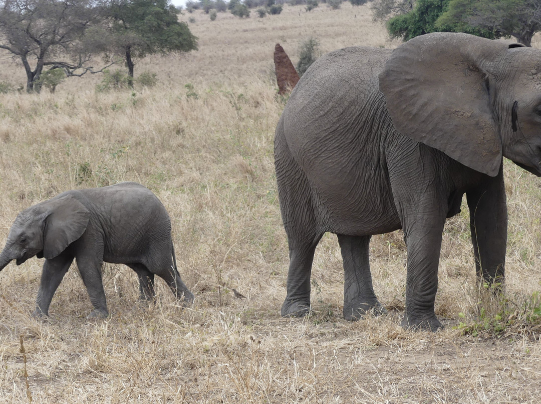 Cheeky Monkey Safaris-阿鲁沙必去景点