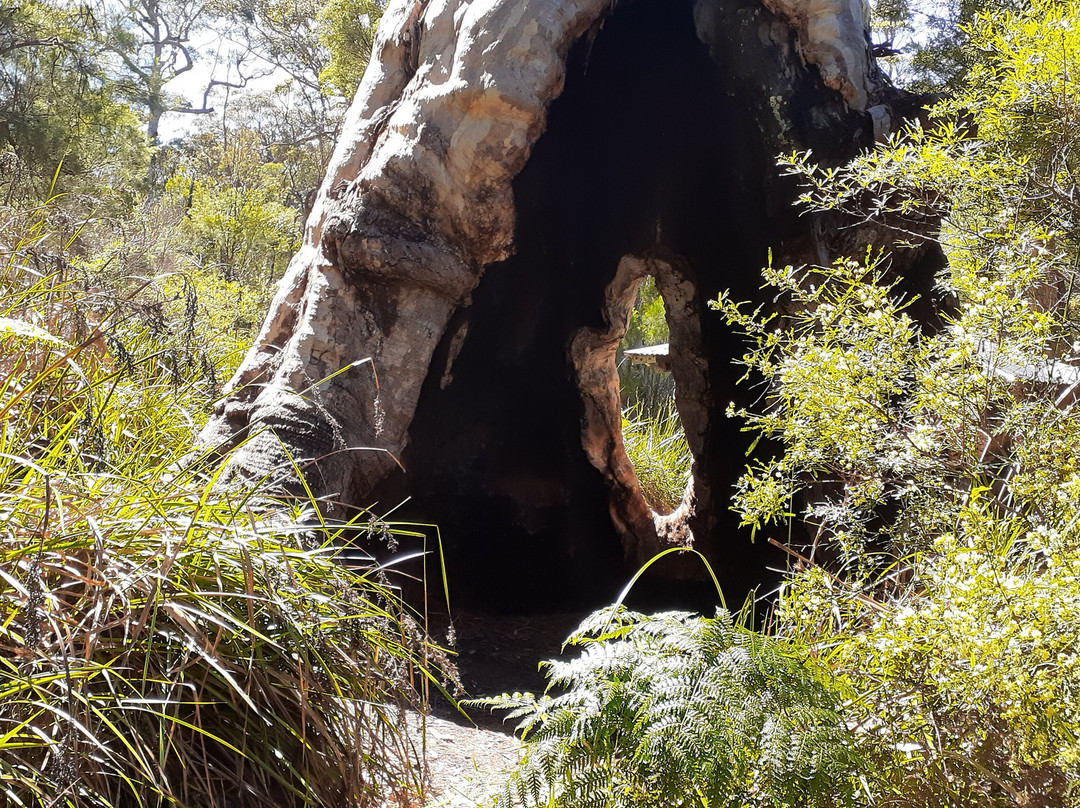 Giant Tingle Tree景点图片