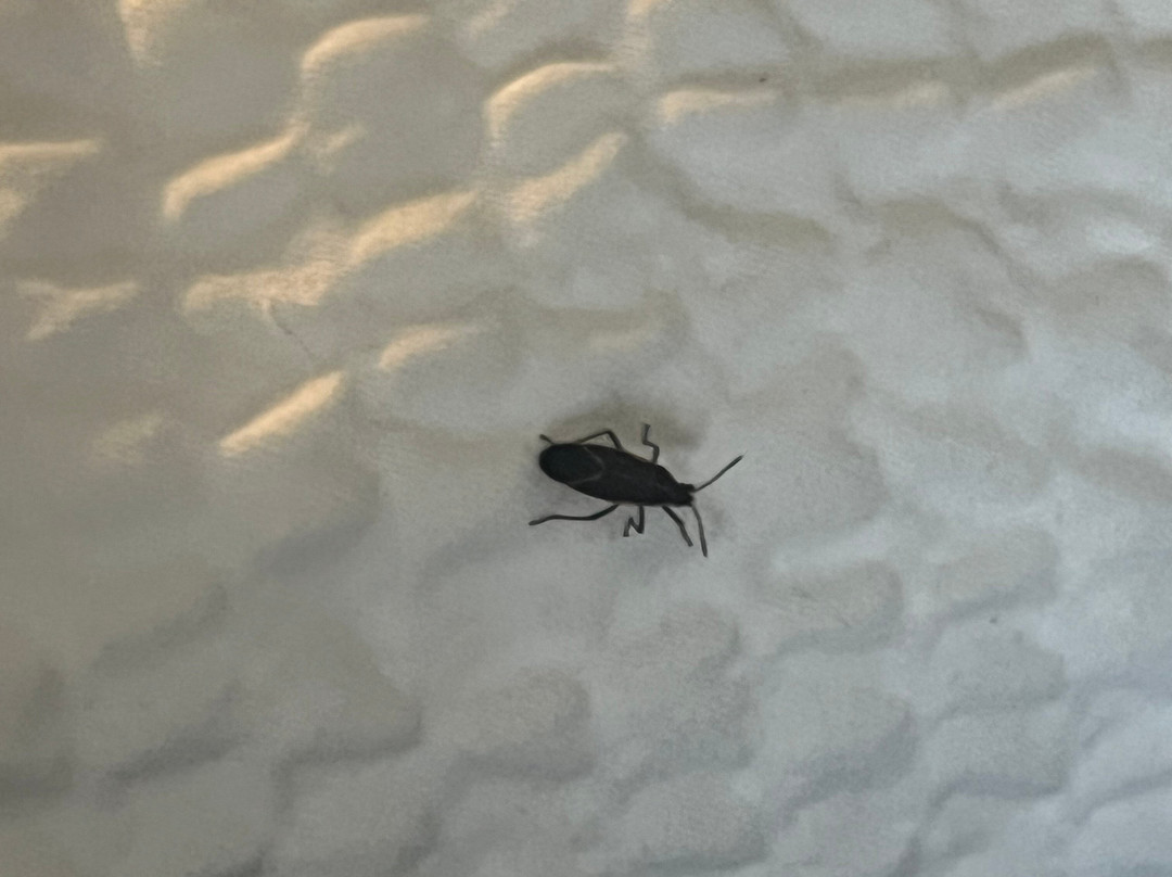 伯灵顿智选假日酒店主图