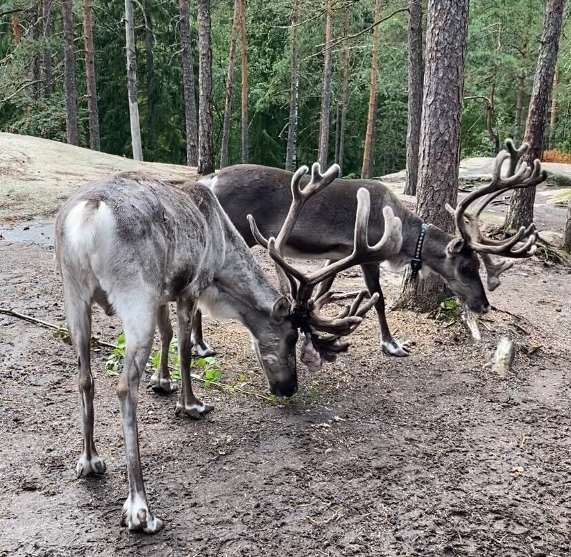 Nuuksio Reindeer Park景点图片