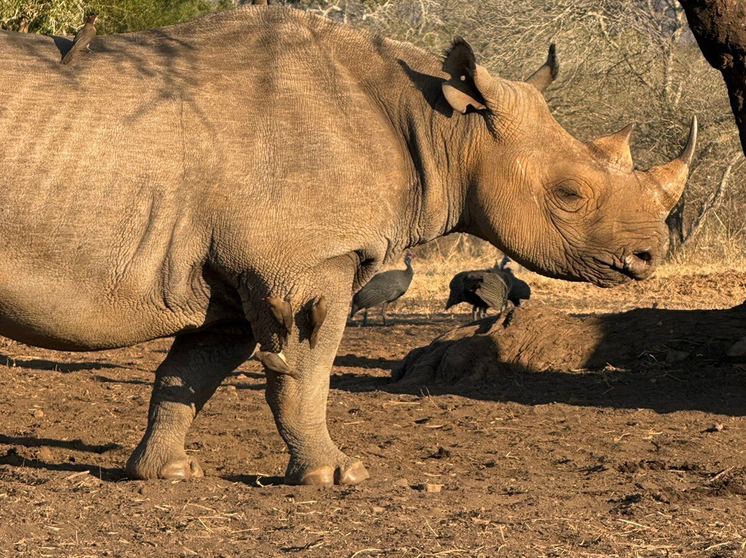 Mkomazi National Park Rhino Sanctuary-Same必去景点