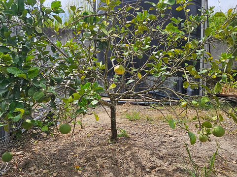 Yun Fook Trading (kolam Ikan)