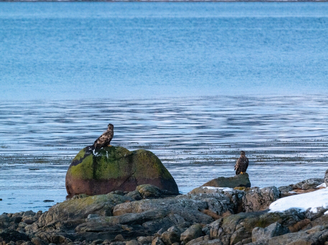 Vesterålen Tours-Sortland必去景点