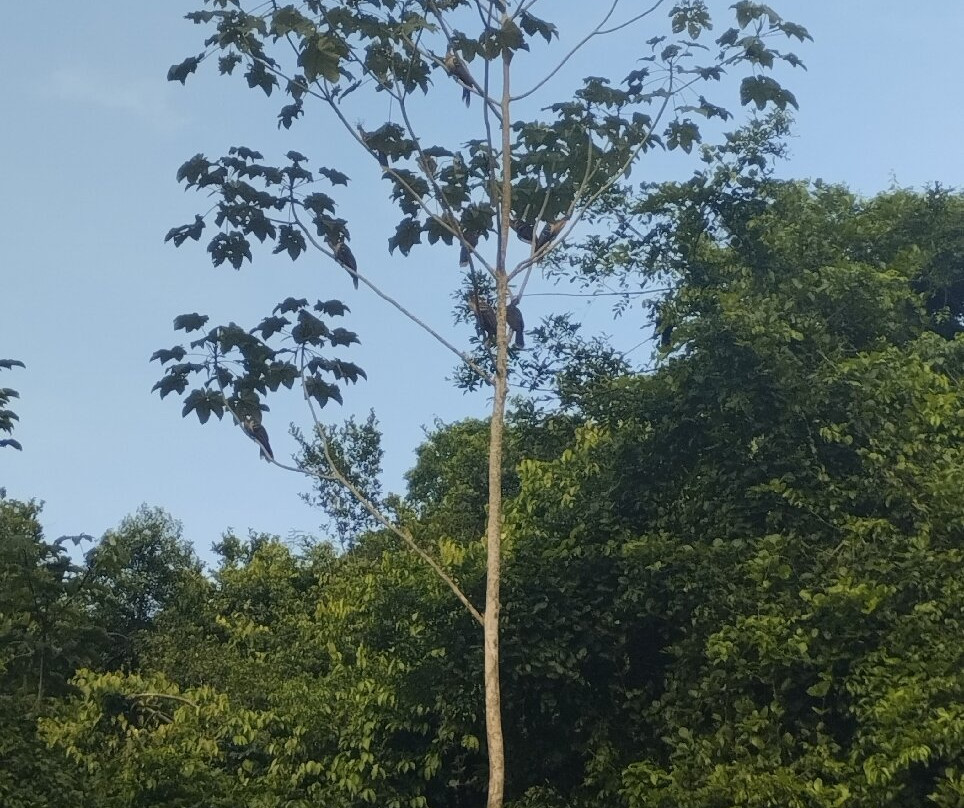 ​Aventura Extrema Amazonas-Caballococha必去景点