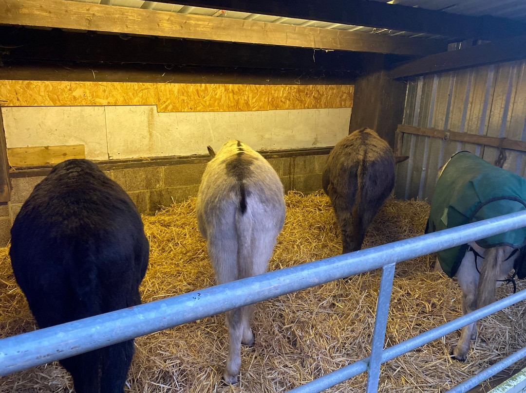 Brockenhurst Donkey Walks景点图片