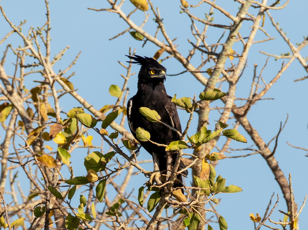 Senegambia Birding景点图片