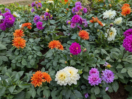 Coconut Tours-清莱必去景点