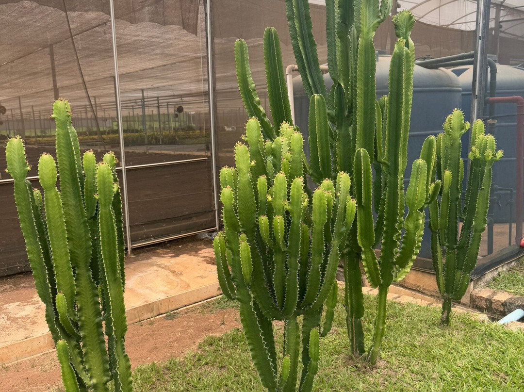 Macena Flores景点图片