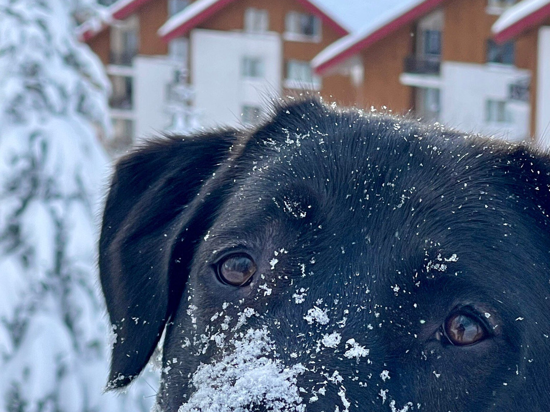 Forest Nook 1 & 2主图