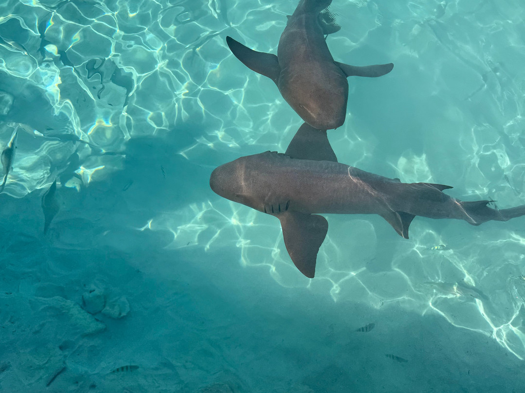 Aquaquest Escapes-George Town必去景点