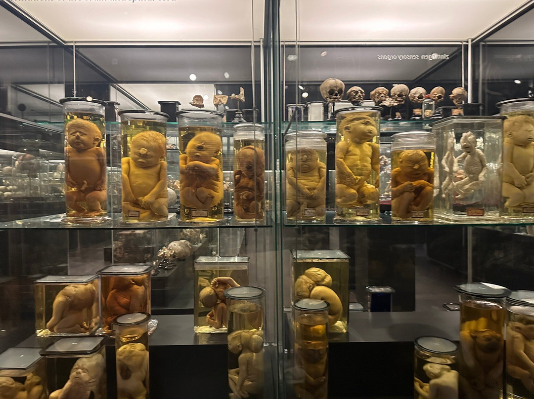 Museum Vrolik-阿姆斯特丹必去景点