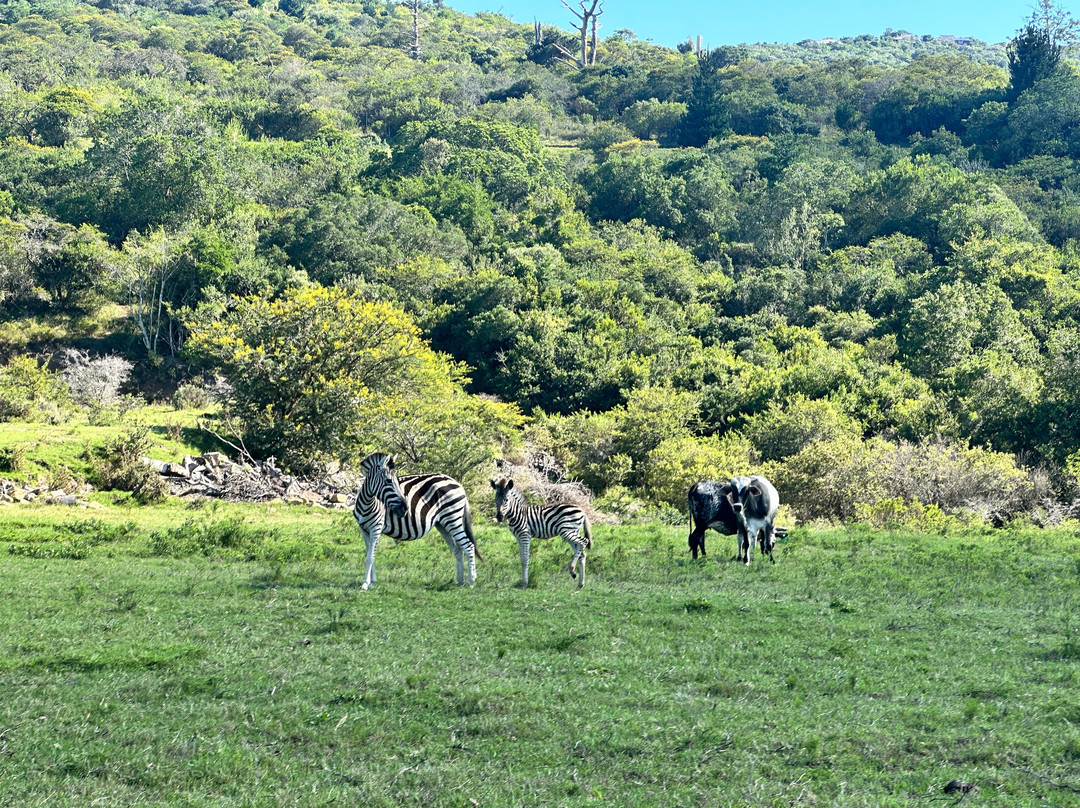 African Dawn Bird and Wildlife Sanctuary景点图片