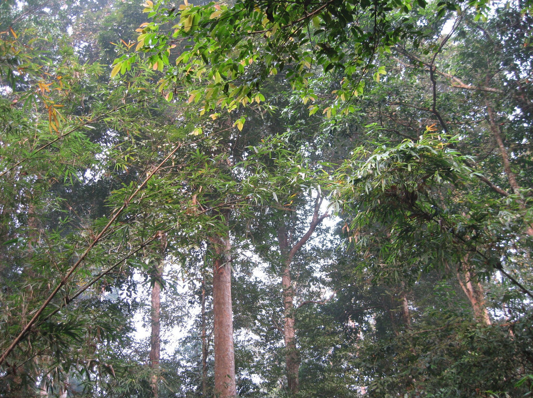 Lawachara National Park景点图片