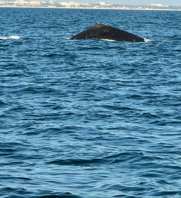 Rock Star Sailor Private Charters & Sailing School-瓦拉塔港必去景点